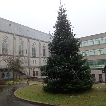 Le sapin de la cours