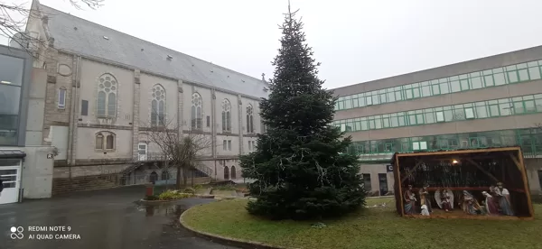 Le sapin de la cours